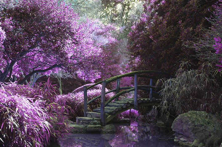 Flowers and Bridge